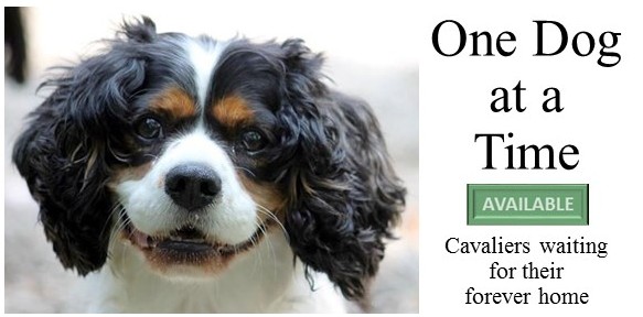 King charles cavalier store rescue near me